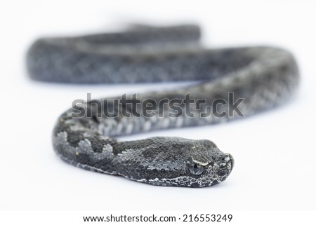 Entire view of baby vipera latastei snake over white