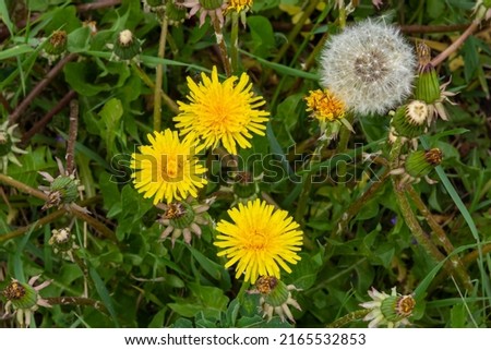 Blowball of Taraxacum plant on long stem. Blowing dandelion clock of white seeds on blurry green background of summer meadow. Fluffy texture of white dandelion flower closeup.