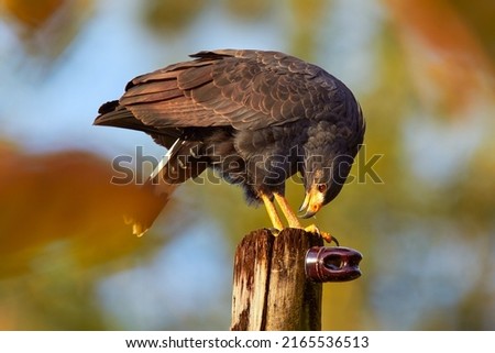 Zone-tailed Hawk, Buteo albonotatua, bird of prey sitting on the electricity pole, forest habitat in the background, Dominical, Costa Rica. Royalty-Free Stock Photo #2165536513
