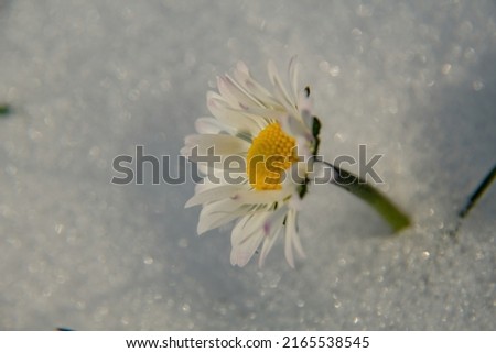 daisy flower in the snow