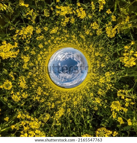 blue sphere little planet inside yellow flowers rapeseed round frame background