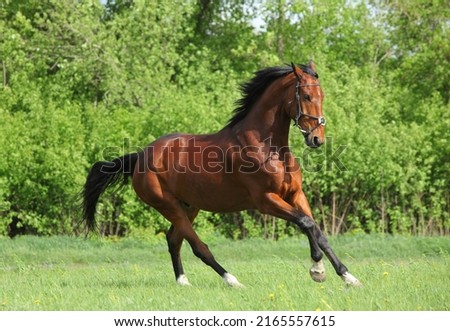 Thoroughbred race horse runs gallop in ranch meadow Royalty-Free Stock Photo #2165557615