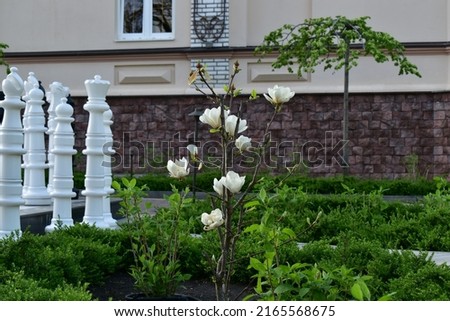 Magnolia with white flowers and giant chess by a beautiful building