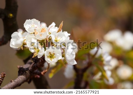 Pear bloosom pear tree white flower blurry background