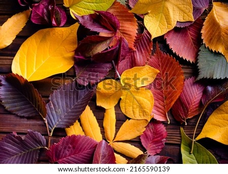 Autumn frame for your idea and text. Autumn fallen dry leaves of yellow, red, orange, laid out on the left side of the frame on an old wooden board of brown color.