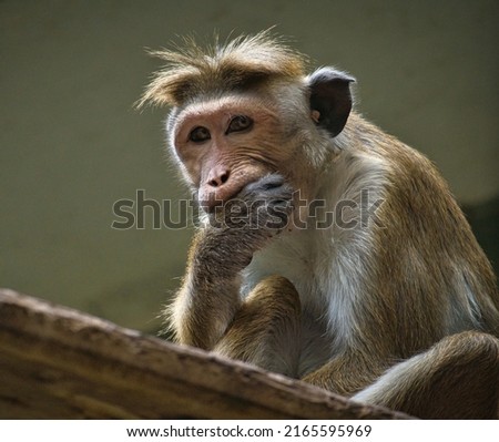 Rhesus monkey sitting on a branch and nibbling his hand. animal photo of a mammal
