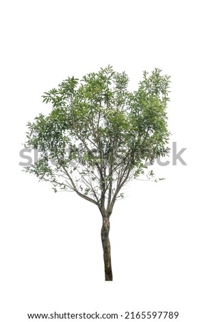 A single alive tree on the white background cutout, plant and nature concept for design