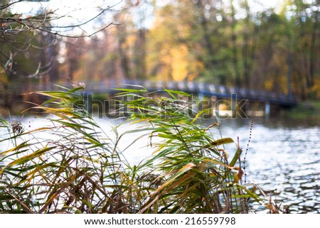 Autumn leaves near old wooden bridge
