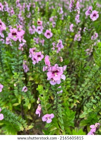 Beautiful purple flower meadow, flower field in the garden, plant with green leaves and purple flower petals with deep purple in the center of flower