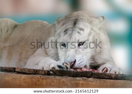 White tiger with black stripes (Panthera tigris) eating raw meat on wooden platform. Close view with blurred background. Wild animals, big cat