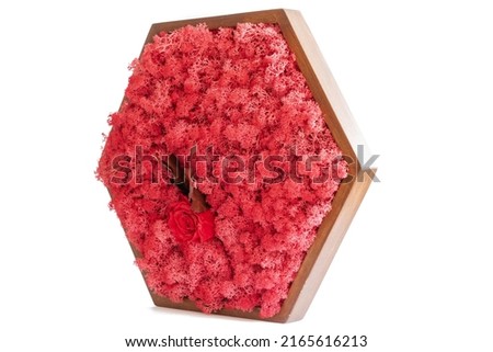 sterilized red Icelandic moss in a wooden picture on a white background