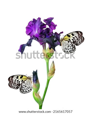 Colorful tropical butterflies on purple iris flower isolated on white. Butterfly on flowers. Rice paper butterfly. Large tree nymph. White nymph butterfly.