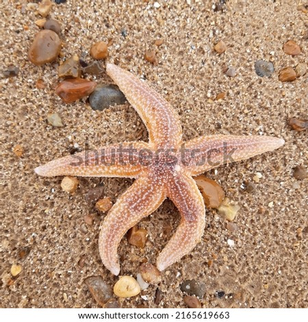 Starfish or sea stars are star-shaped echinoderms belonging to the class Asteroidea. Starfish on the beach in Landguard nature reserve in Felixstowe, Suffolk, East Anglia,  England, Europe. Royalty-Free Stock Photo #2165619663