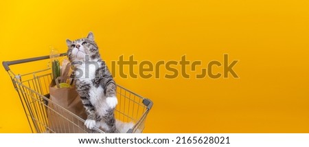 Strong cat standing in shopping cart, on yellow background