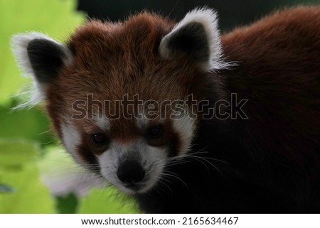 red panda is closed up