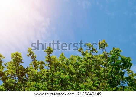 Green tree foliage of a tree against blue sky in the background. Sun flare and mood