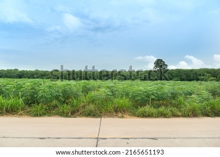 Horizontal view of concrete road in Thailand. background of green grass. and Young seedlings of cassava fields and rubber trees. Under the sky.