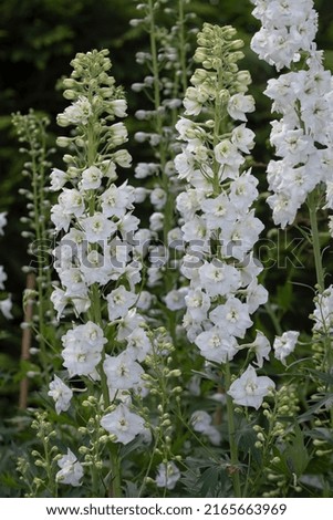 White larkspur or Delphinium flowers in the garden Royalty-Free Stock Photo #2165663969