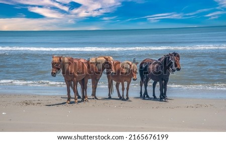 Wild horses on the beach on the Outer Banks North Carolina Royalty-Free Stock Photo #2165676199