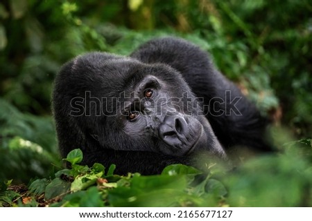 A large silverback mountain gorilla, gorilla beringei beringei, lies in the undergrowth of the Bwindi Impenetrable forest, Uganda. A world heritage site.  Royalty-Free Stock Photo #2165677127