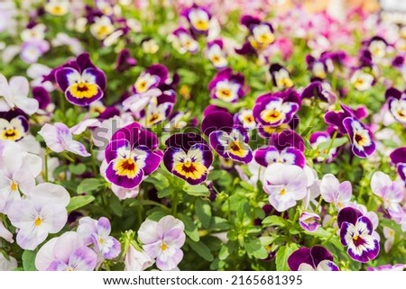 Multicolored viola flowers in flower bed. summer flowers, arrangement of flower beds, landscaping. Viola multicolor in sun