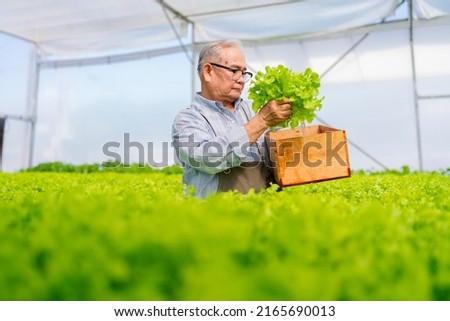 old senior asian farmer concentrate focus checking hydroponic soiless  vegetable rack farm in green house with smart technology device,old man business owner cheerful harvest green fresh vagetable 