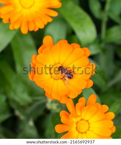 Calendula officinalis, called the pot marigold, common marigold, ruddles, Mary's gold or Scotch marigold, is a flowering plant in the daisy family Asteraceae. The picture shows a bee on the flower.