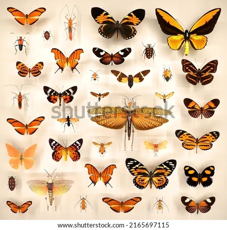 Exposition of variety of dead butterflies and bugs on board under glass Royalty-Free Stock Photo #2165697115