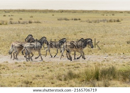 Wild zebras herd running in the African savanna Royalty-Free Stock Photo #2165706719