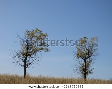   Two elms with leafy and bare branches among dry grass on top of a hill against a blue sky in early autumn.                             