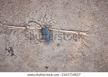 Big dirty black bug is crawling in sand.