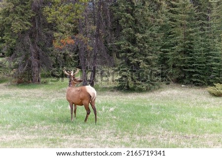 This is a picture of a Bull Elk taken in Jasper Park alberta Canada on June 4. It is spring and it still has velvet  on its antlers.