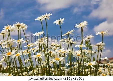 Flowers daisies in summer meadow and blue sky with white clouds.