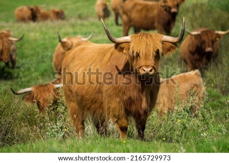 Highland cattle flock on Isle of Mull in sunny weather, Scotland Royalty-Free Stock Photo #2165729973