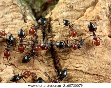 	
Mediterranean Acrobat Ant. Crematogaster scutellaris  Royalty-Free Stock Photo #2165730079