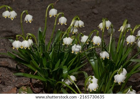 Spring snowflake is blooming. Spring snowflake (lat. Leucojum vernum) is a plant species of the genus Spring snowflake of the Amaryllis family (Amaryllidaceae). Royalty-Free Stock Photo #2165730635