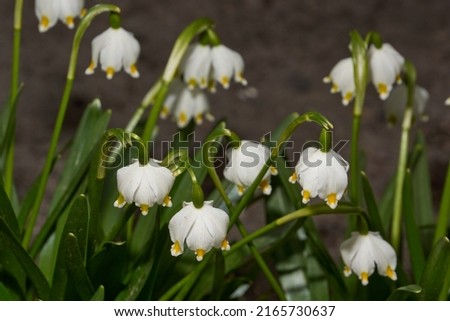 Spring snowflake is blooming. Spring snowflake (lat. Leucojum vernum) is a plant species of the genus Spring snowflake of the Amaryllis family (Amaryllidaceae). Royalty-Free Stock Photo #2165730637