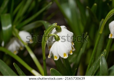 Spring snowflake is blooming. Spring snowflake (lat. Leucojum vernum) is a plant species of the genus Spring snowflake of the Amaryllis family (Amaryllidaceae). Royalty-Free Stock Photo #2165730639