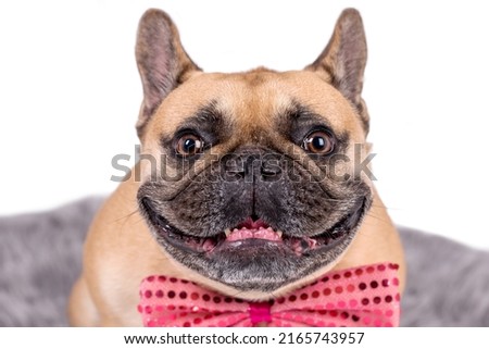 portrait of the brown french bulldog dog