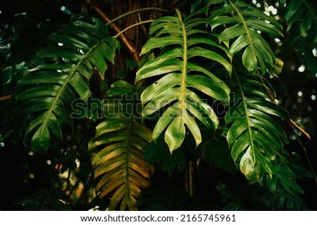 Yellow and Green leaves of Monstera philodendron plant growing in wild, the tropical forest plant, evergreen vines abstract color on dark background. Vector exotic pattern with palm leaves.