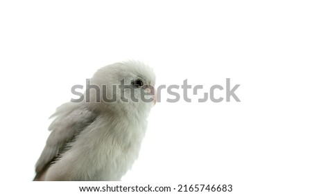 Tiny white parrot parakeet Forpus bird, white isolation background.