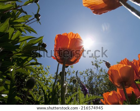 Sun shining above poppies