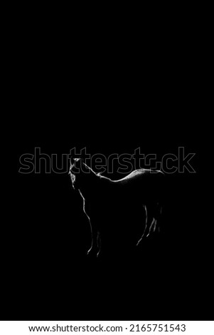 Horse standing with back light outlined 