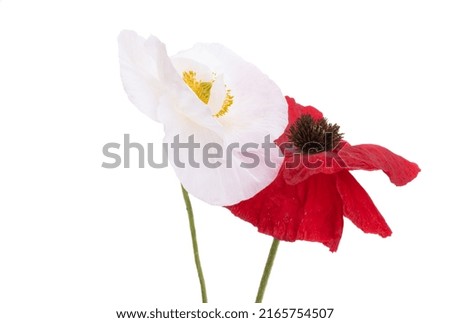beautiful poppies isolated on white background