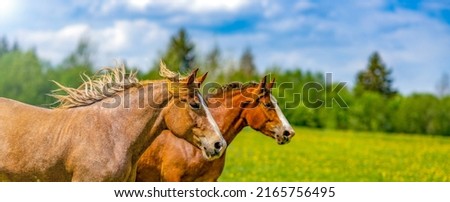 Panoramic portrait of a beautiful brown horse that is grazing in a flowering sunny meadow in a field along with another horse out of focus. Thoroughbred mare on a pasture in summer.  Royalty-Free Stock Photo #2165756495