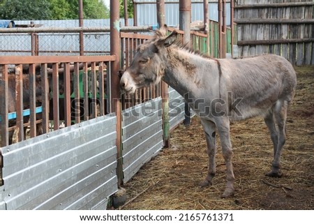 a donkey walks in its pen