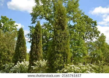 Northern white-cedar 'Columna', evergreen coniferous (Thuja occidentalis)
