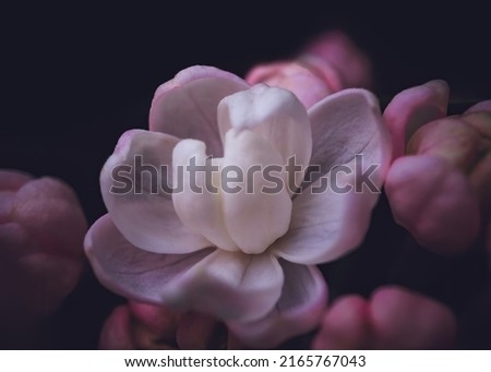 Beautiful white and purple flower of lilac. Romantic floral background. Macro photography