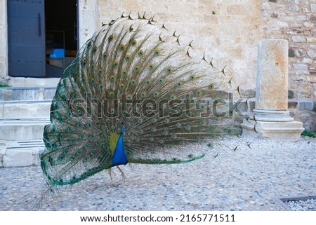 Peacock in Bodrum Castle, Mugla City, Turkey