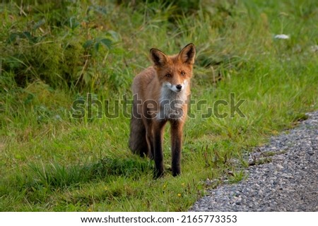 Lonely Scandinavian Red fox in the wilderness